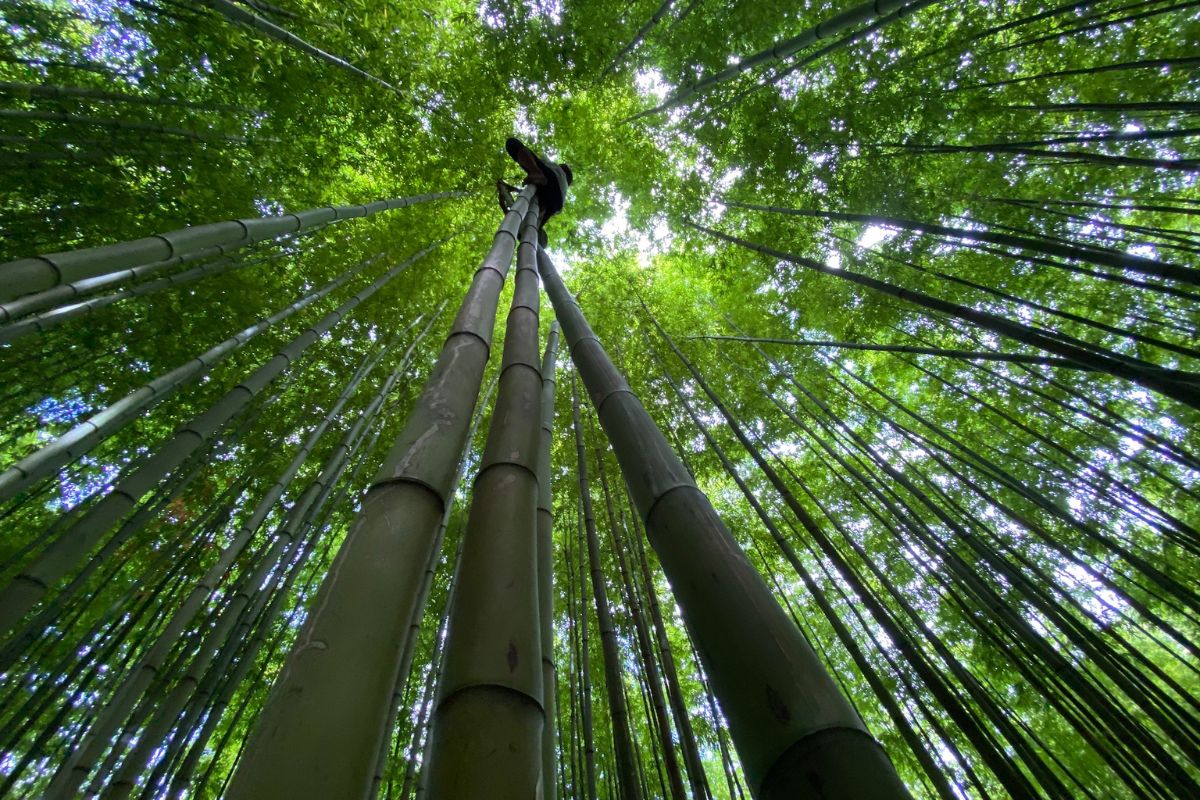 Nả Tủa Bamboo Forest in Mu Cang Chai Vietnam